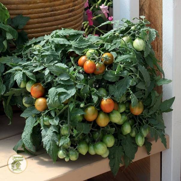 Топ-12 лучших сортов ампельных томатов