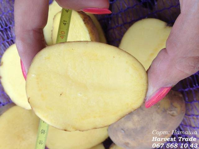Раннеспелый сорт картофеля «наташа» — характеристика и описание, фото