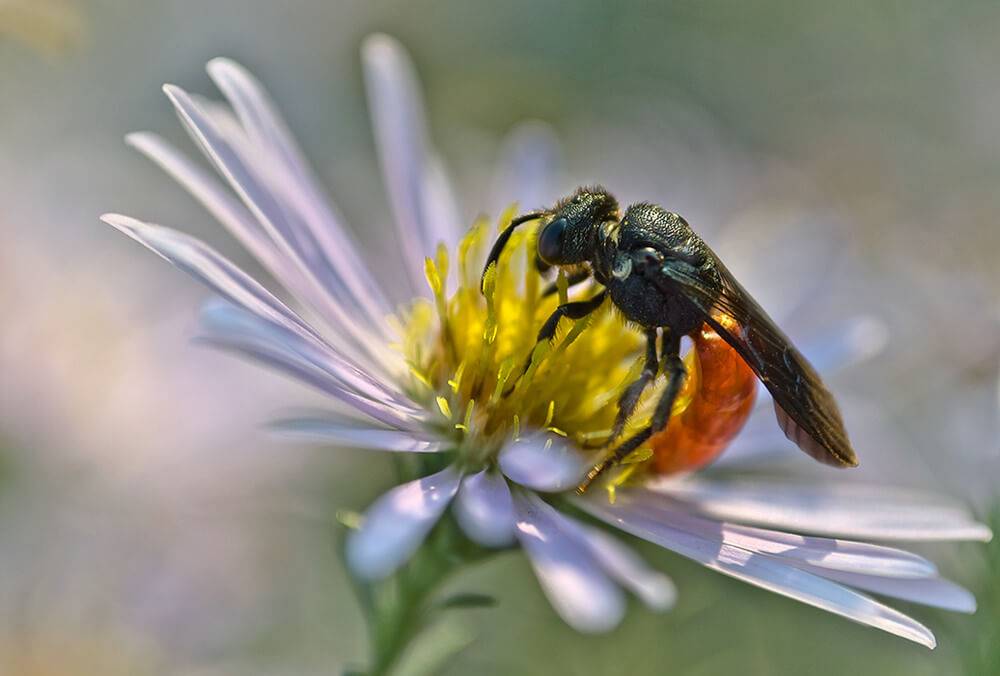 Земляные пчелы: друзья или враги?