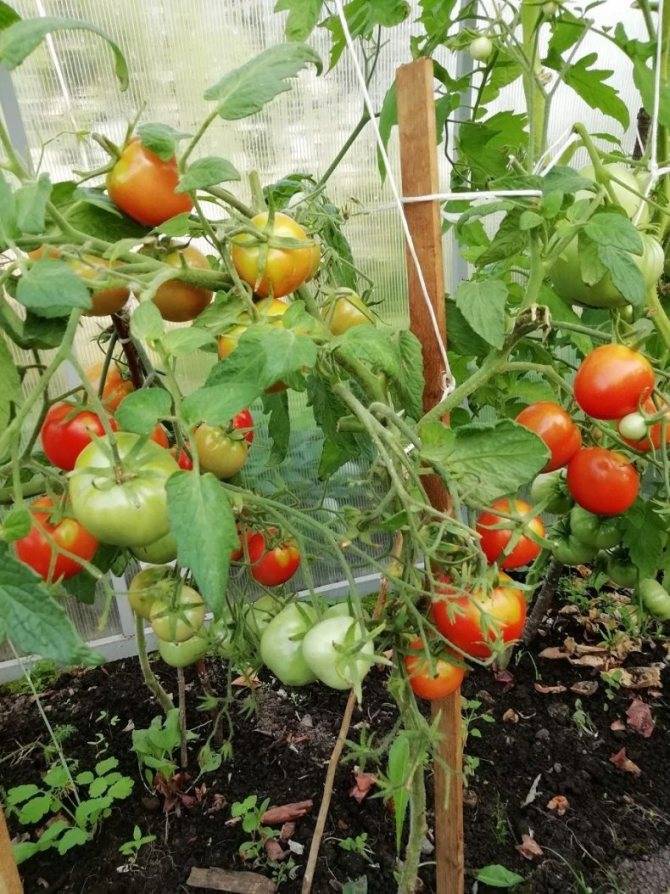 Выращивание и уход за томатами в теплице от посадки до урожая