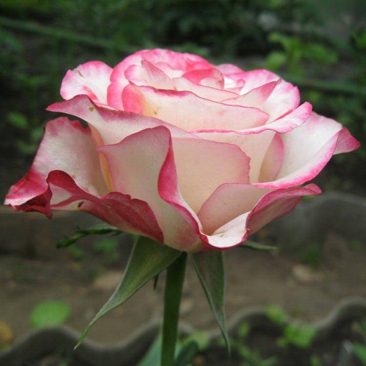 ✅ роза свитнес: фото и описание, выращивание и уход в открытом грунте - tehnoyug.com