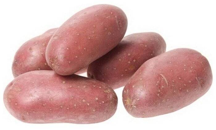 Сорт картофеля родриго: описание, характеристики, особенности выращивания