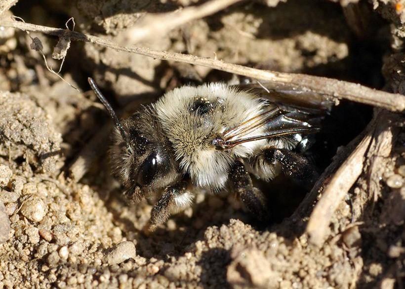 О земляных пчелах: как добыть мед, укус земляной пчелы, пчела в земле, их гнездо