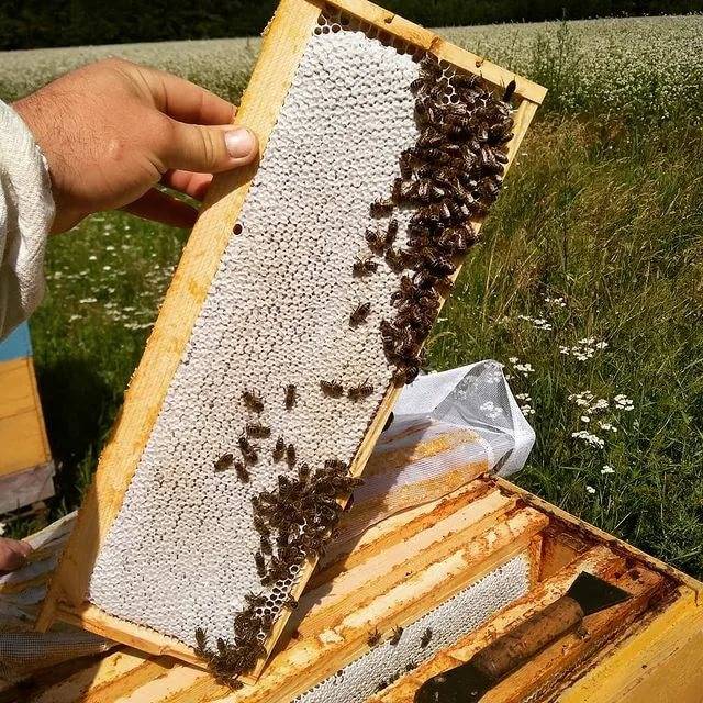 Хранение рамок с мёдом и пергй,запас | объединенный пчеловодческий форум | пчеловодство