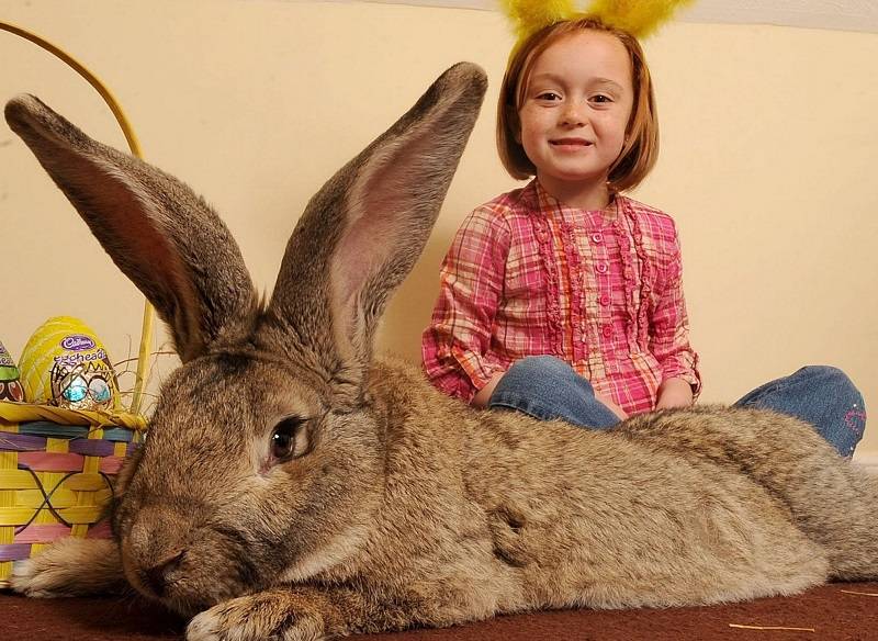 Самый большой и самый маленький кролик в мире: фото и видео обзор
самый большой и самый маленький кролик в мире: фото и видео обзор
