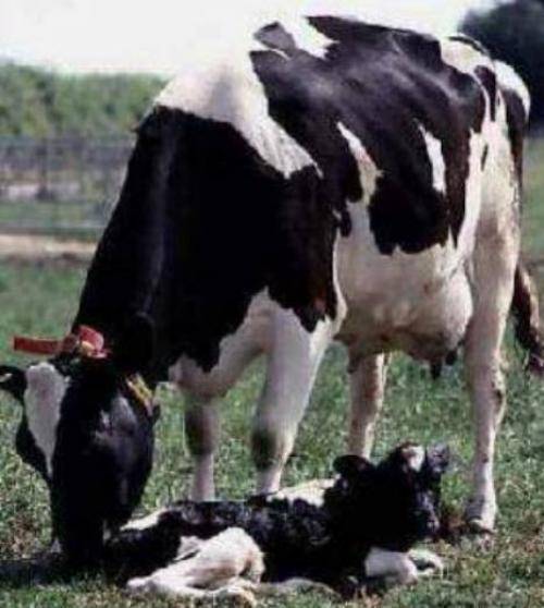 Сколько длится беременность у коровы – срок в месяцах (продолжительность): период, когда беременный крс носит теленка, таблицы и календарь