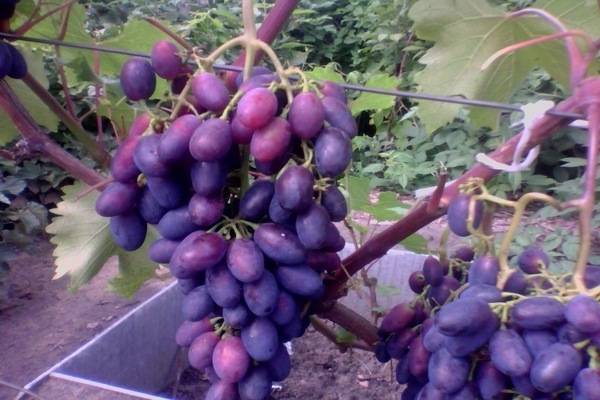 Виноград велика: описание, фото и отзывы
