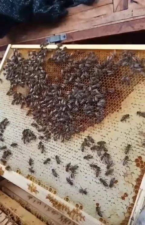 Продуктивность пчёл 120–200 кг мёда с улья — полезные советы — медовая биржа