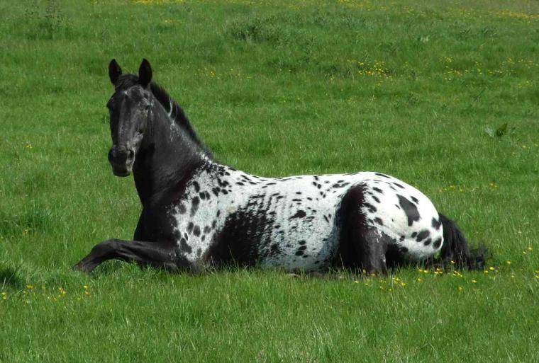 Самые породистые лошади в мире: разведение, названия, красивые фото, картинки, видео
