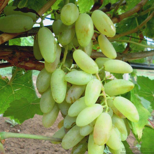 Сорт винограда дамские пальчики — чем полезен, когда созревает хусайне белый