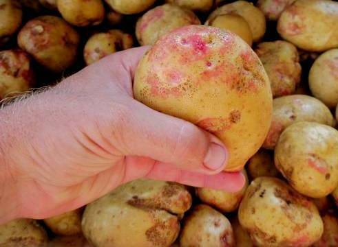Описание сортов картофеля сорокодневки выращивание когда копать