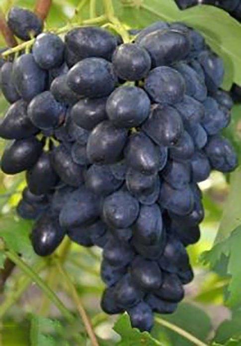 Виноград сорта «надежда азос»