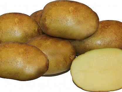 Сорт картошки никулинская: характеристика, правила выращивания