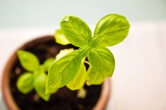 Как посадить и вырастить базилик из семян в домашних условиях на рассаду