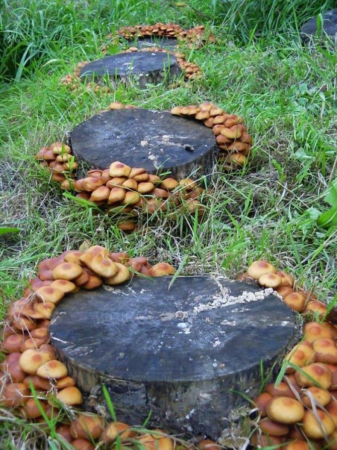 Как вырастить белые грибы на своем участке: даем пошаговый рецепт