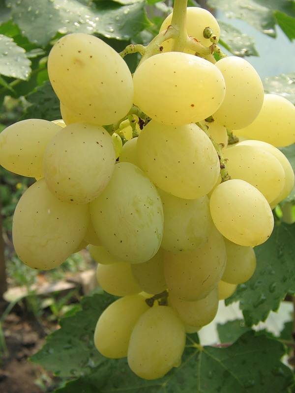 Все разновидности винограда «кеша» с подробным описанием и характеристиками сорта