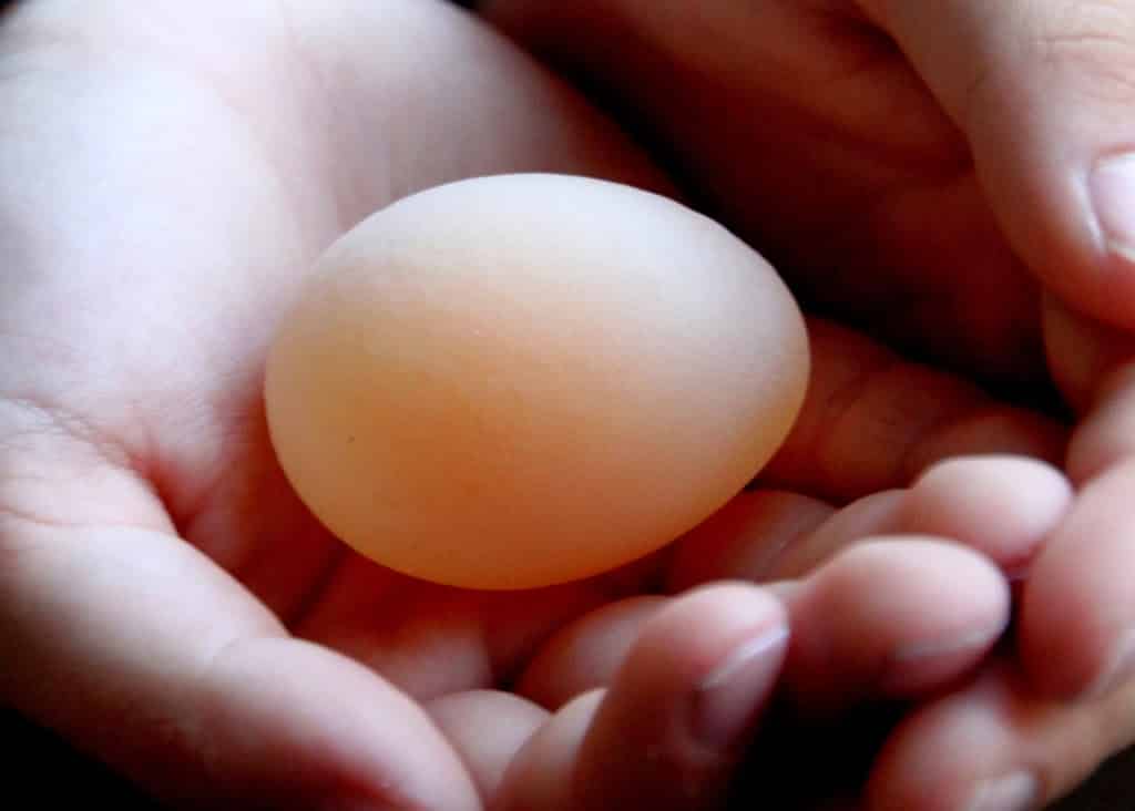 Почему курица несет маленькие яйца без желтка
