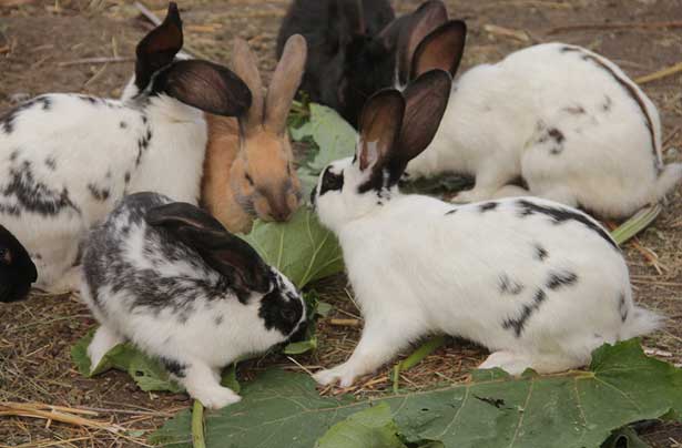 ᐉ можно ли давать кроликам петрушку и укроп? - zooon.ru