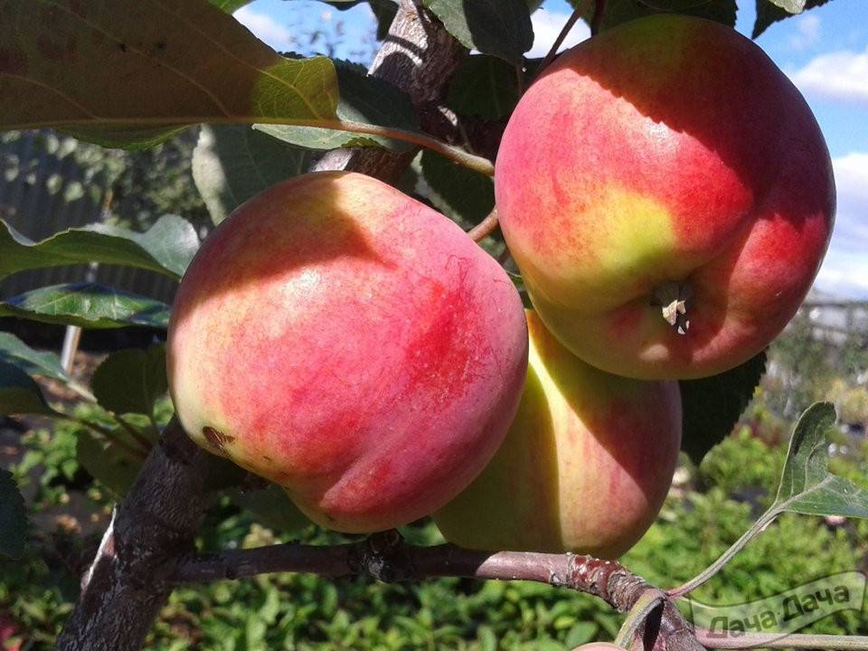 Яблоня сорта пинова: ботаническое описание, агротехника выращивания и уход за деревом, фото, отзывы