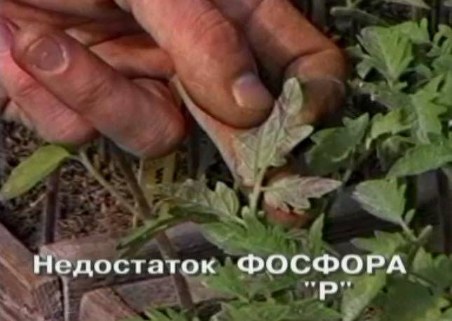Фиолетовые листья у томатов: разбираемся в причинах и выбираем метод лечения