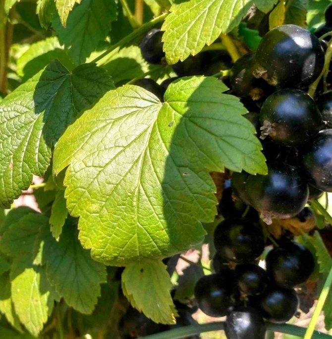 15 лучших сортов черной смородины – рейтинг 2021 года