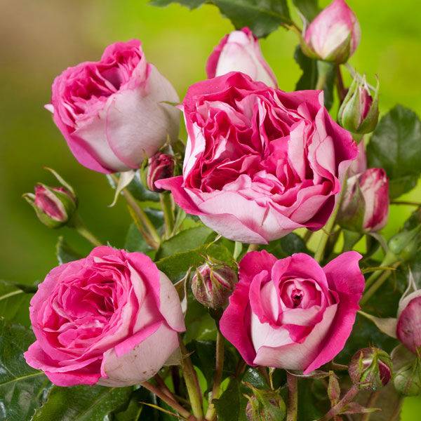 Описания сорта розы “розариум ютерсен” с отзывами и уходом