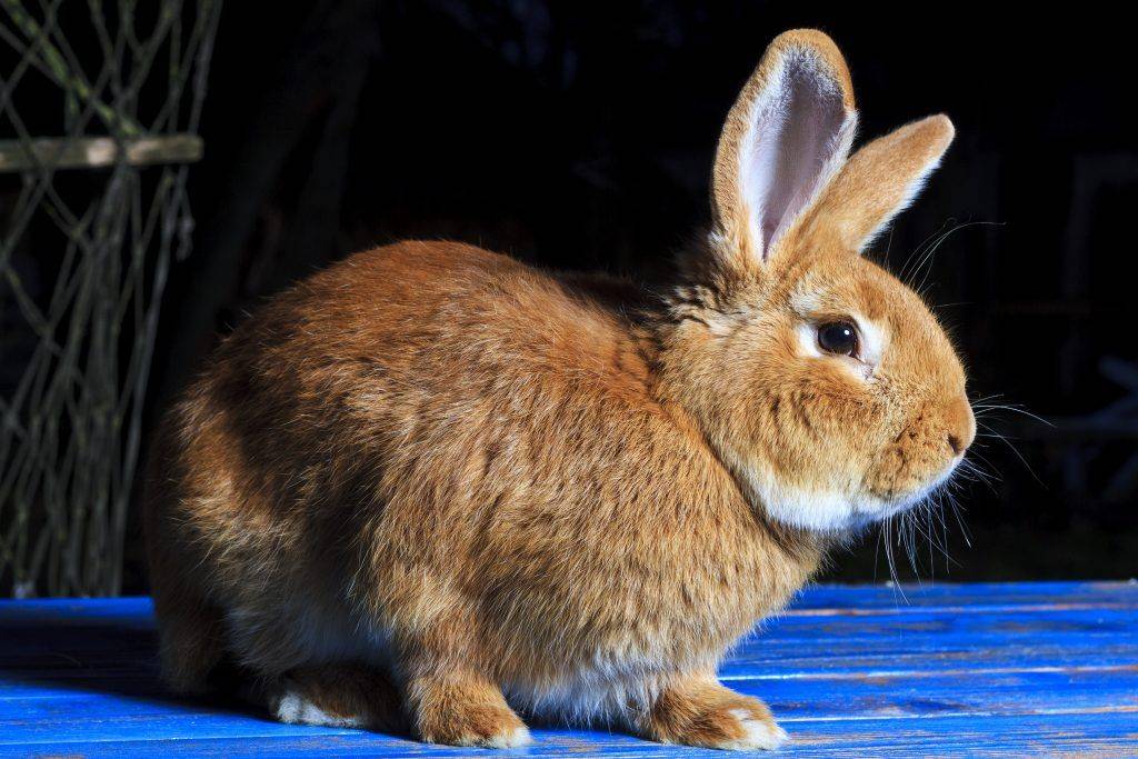 Рацион питания кроликов: правила составления наиболее сбалансированного ао "витасоль"