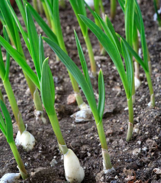 Уход весной за озимым луком: основные правила selo.guru — интернет портал о сельском хозяйстве