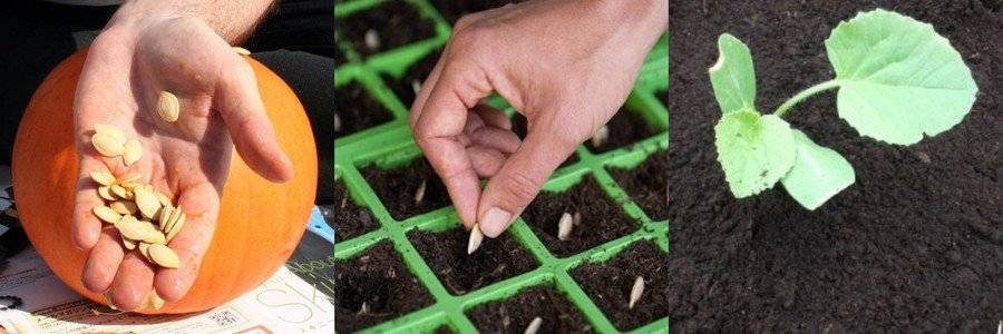 Посадка тыквы семенами в открытый грунт, на рассаду: инструкция, рекомендации, схемы, методы. семена тыквы для посадки — какие лучше?