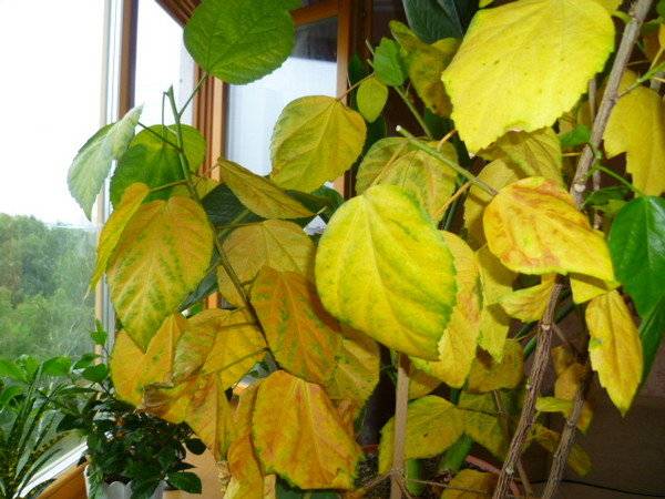 Почему у гибискуса желтеют листья – полив, свет, болезни, вредители