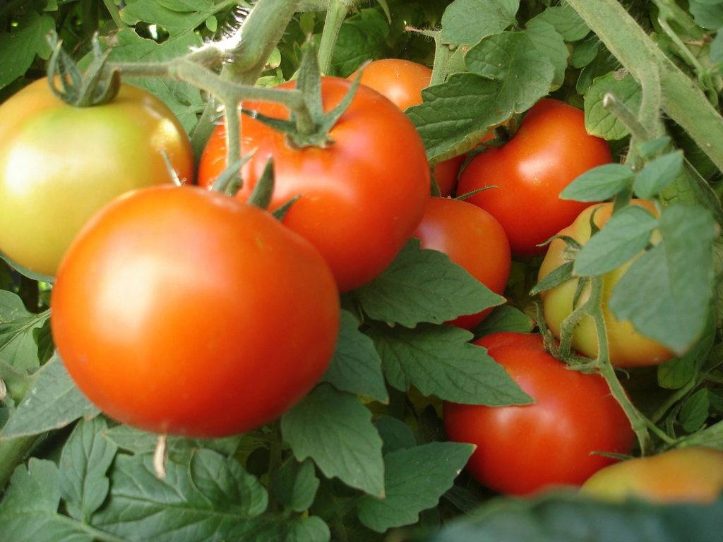 Выращивание помидоров от а до я ????