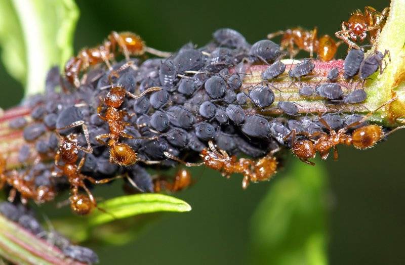 Как избавиться от муравьев в квартире
