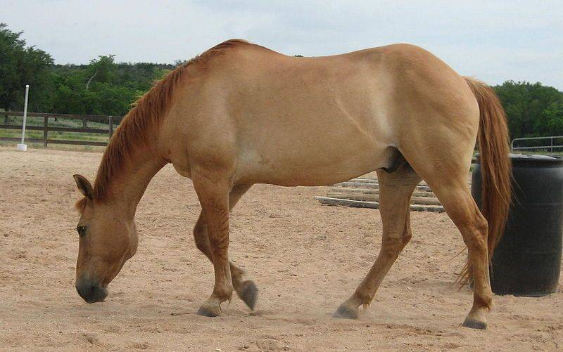 ✅ каурая масть лошади: фото, какой это цвет - cvetochki-rostov-na-donu.ru