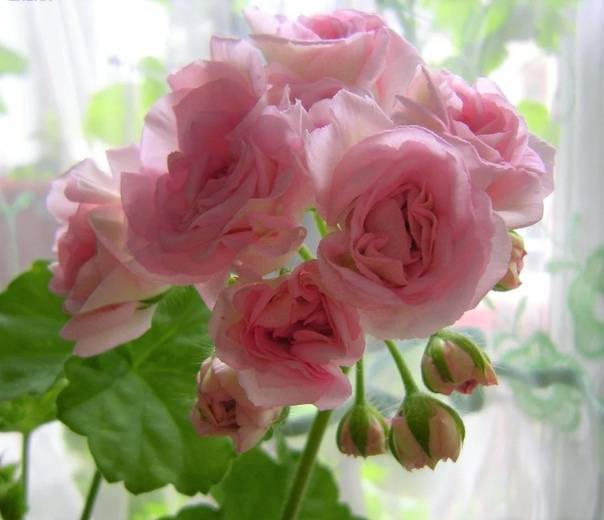 Изысканно цветущая пеларгония милфилд роуз с некапризным характером