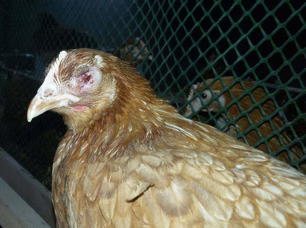 Вирус болезни марека у кур и лечение заболевших птиц