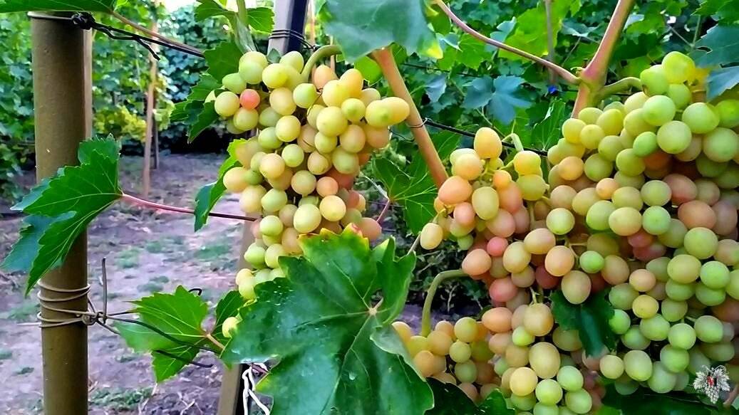 Подкормка винограда от а до я - весной, летом, осенью, когда и чем подкормить виноград - почва.нет