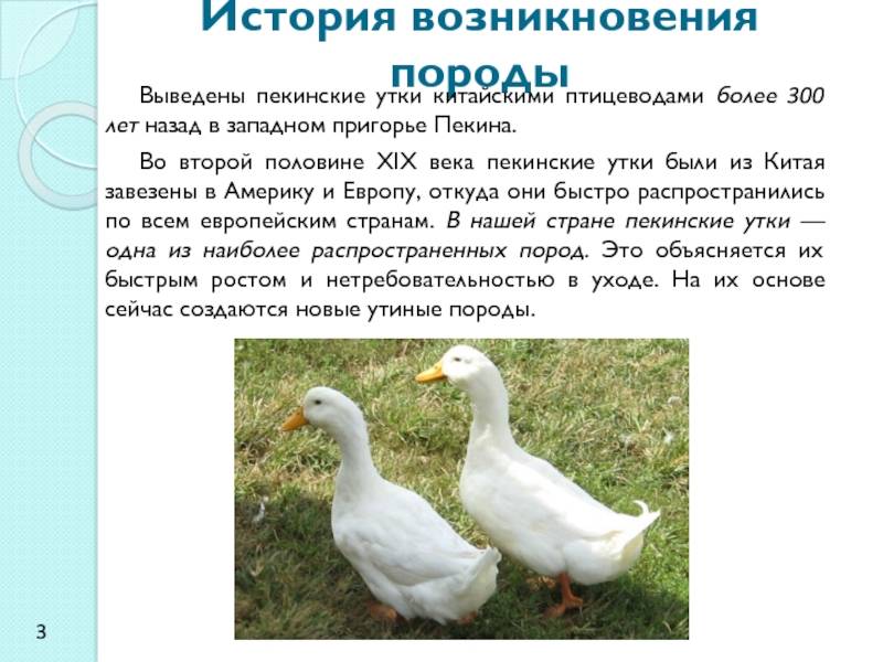 Утка кросса темп — белорусская бройлерная: описание породы, выращивание, питание и содержание птицы