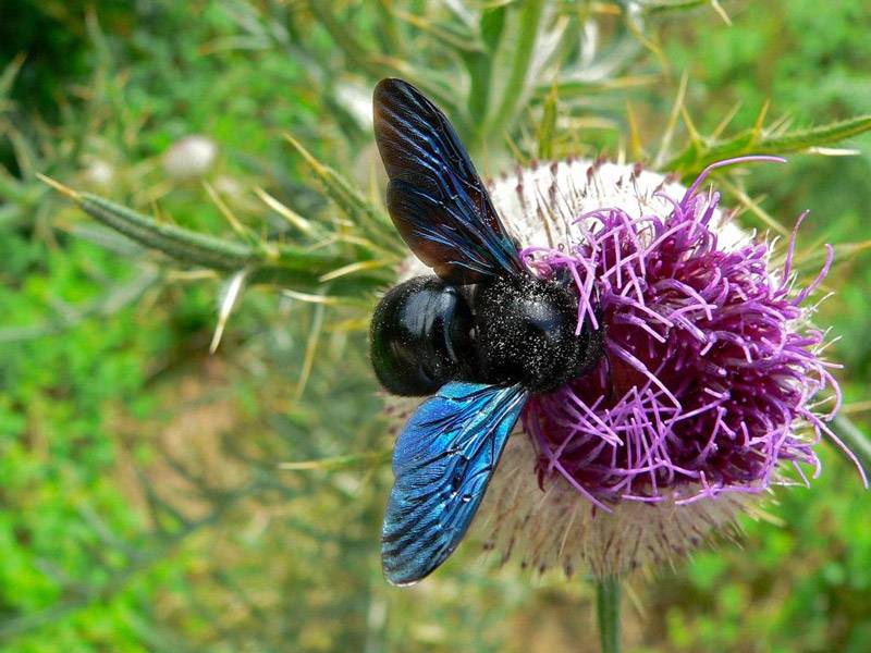 Пчела плотник: обыкновенная и древесная, описание, особенности