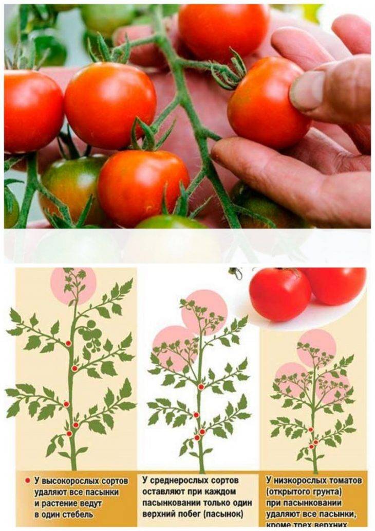 Как прищипывать помидоры – правильно, на подоконнике, в теплице, открытом грунте, пошаговое фото