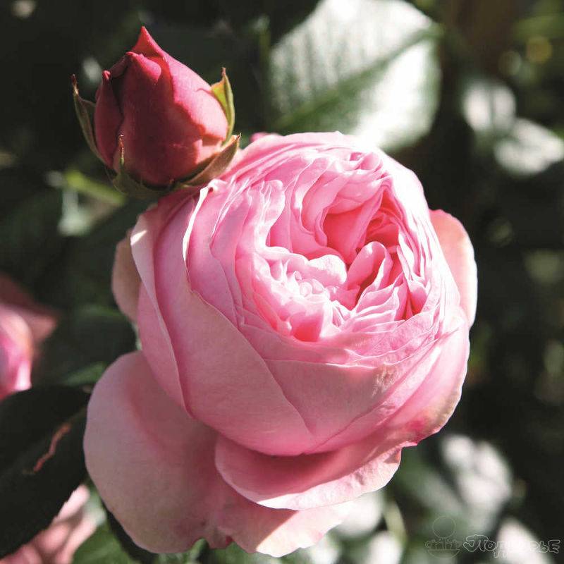 Ashram — чайно-гибридная роза с эффектной окраской лепестков от tantau