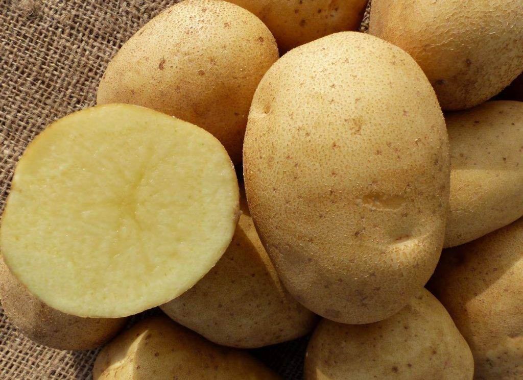 Картофель фелокс: описание сорта и его характеристика
