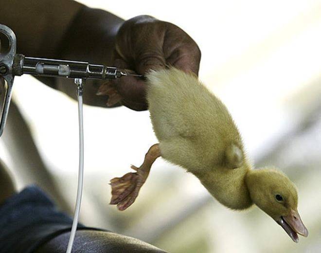 Ветеринария домашней птицы | новые болезни уток