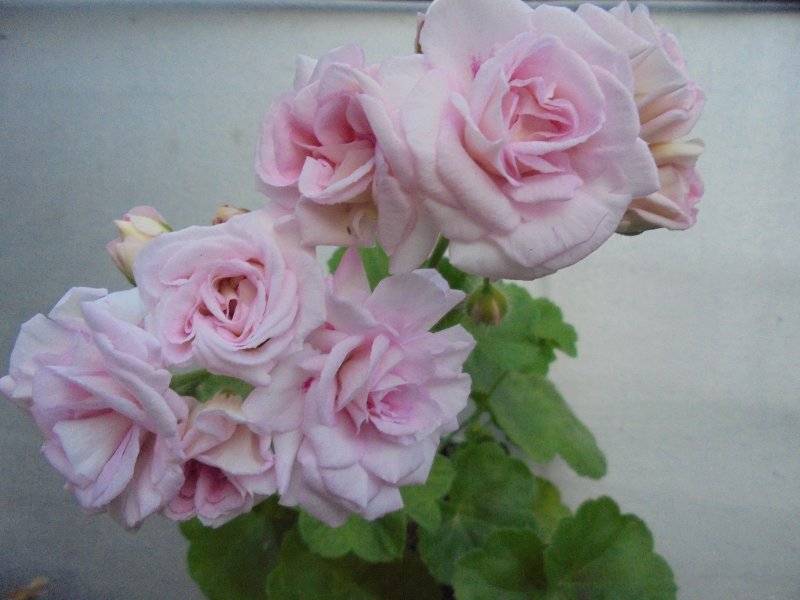 Пеларгония милфилд роуз фото