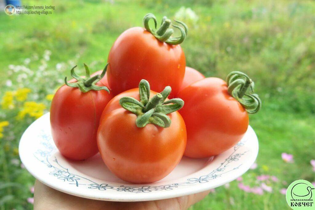 Характеристика и описание сорта томата чудо лентяя, его урожайность