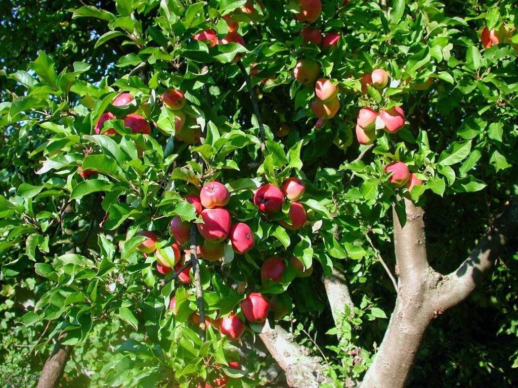 Популярные фруктовые деревья для сада, выбор посадочного материала и посадка в грунт