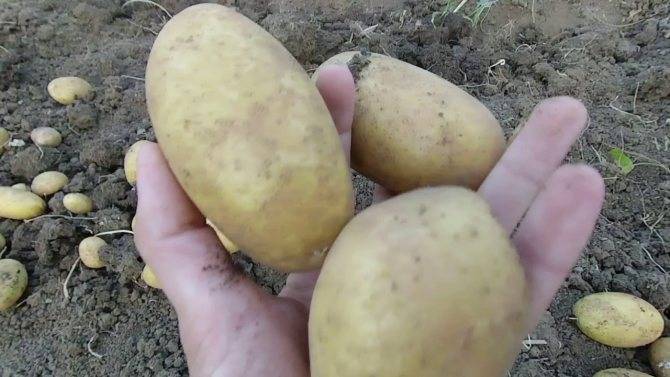 Сорт картофеля «фелокс»: характеристика, описание, урожайность, отзывы и фото