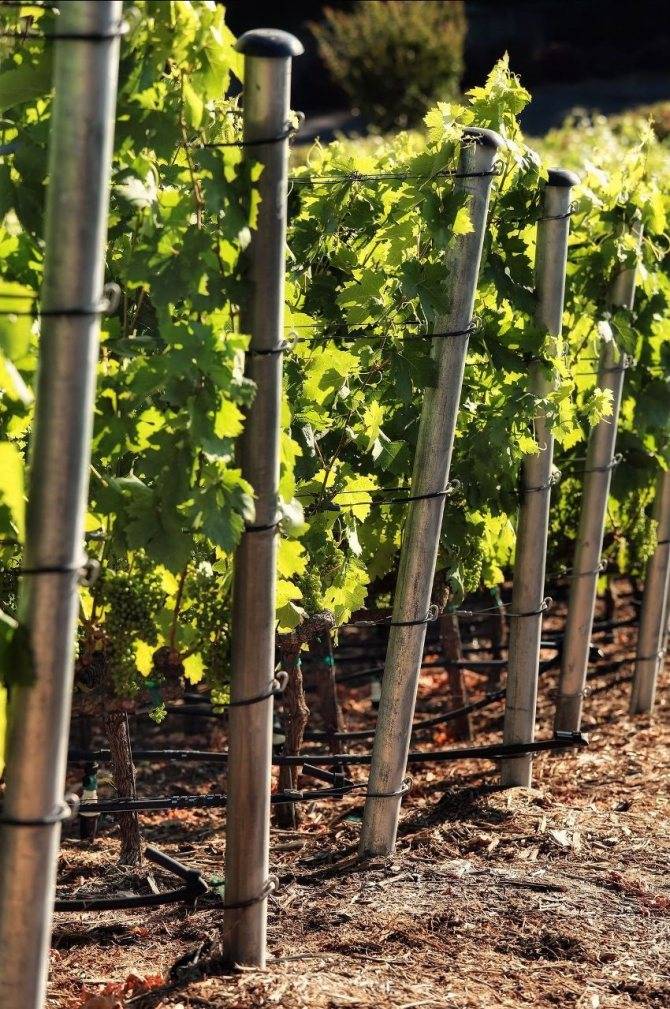 Шпалера для винограда: как выбрать и установить своими руками, инструкция изготовления из пластиковых труб и дерева