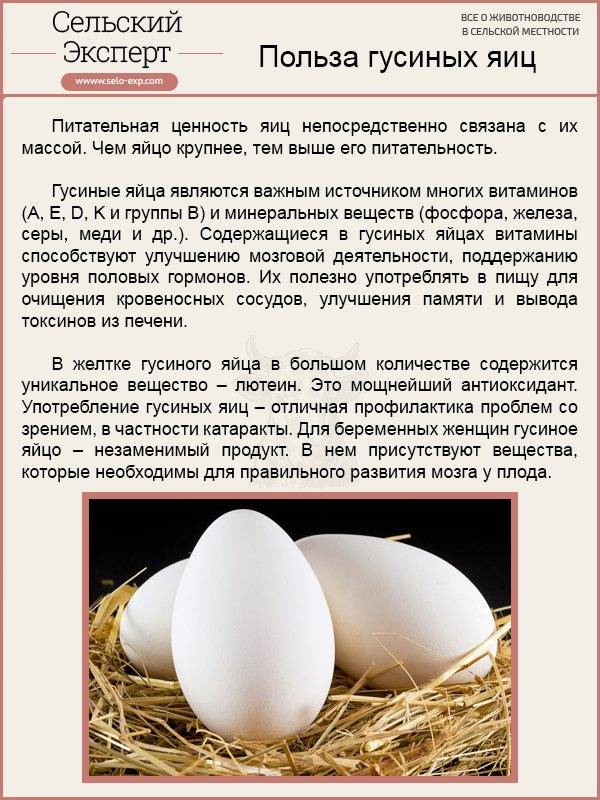 Сколько дней гуси сидят на яйцах до вылупления птенцов и что влияет на сроки