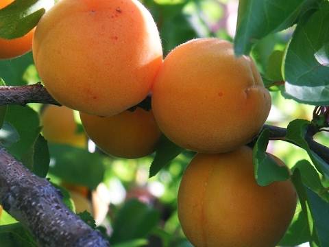 Посадка и уход абрикоса весной в средней полосе, как и когда правильно посадить