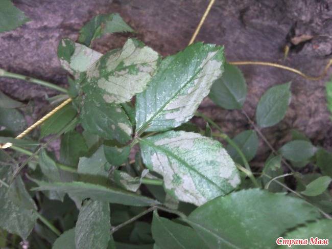 Причины и лечение хлороза растений — советы от лигногумат | москва